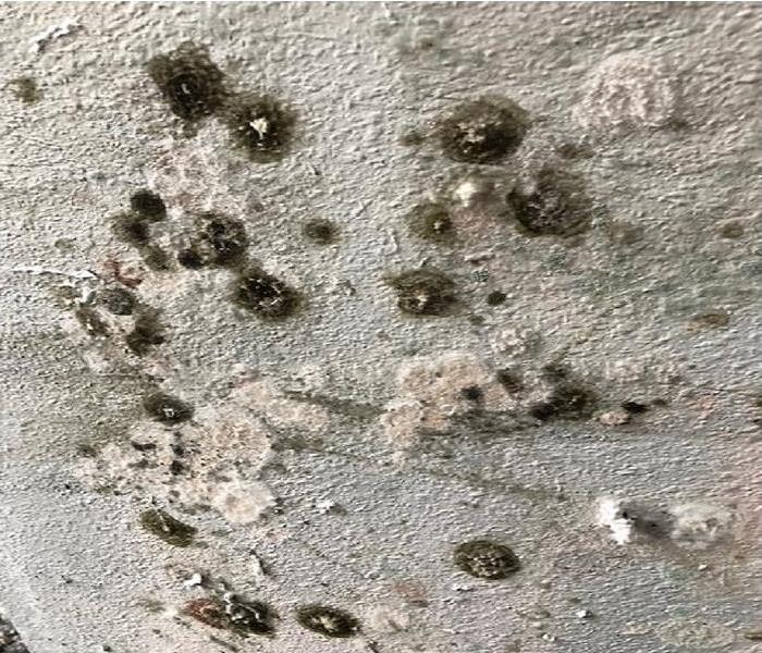 A close up photo of a large quantity of mold blooms growing on a wall