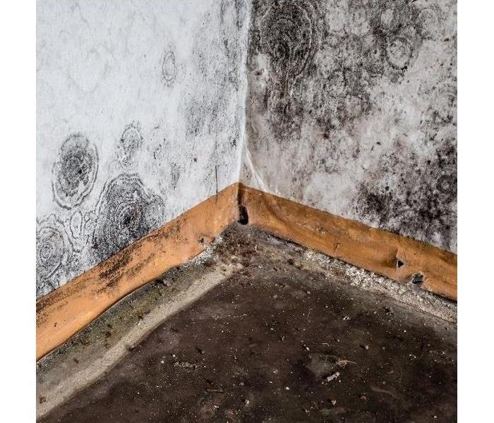 A photo of large blooms of black and brown mold growth on a lower corner of an interior wall