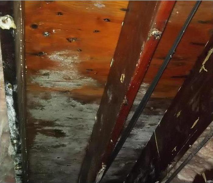 Aggressive white mold growing on the rafters inside an attic of a home