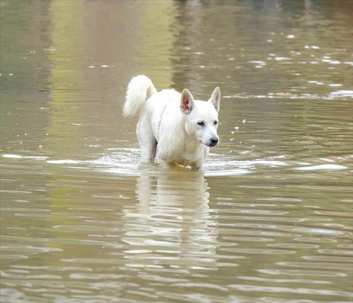 A disheveled white dog wading through flood waters