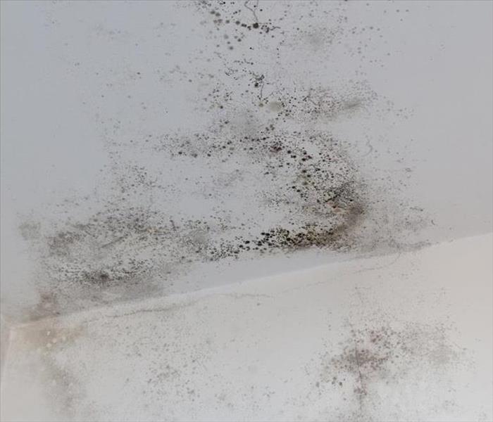 A photo of a white bedroom ceiling with black colored mold spores blooming in several areas.