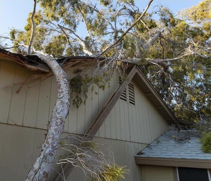 A large tree leaning on a damaged home after a storm