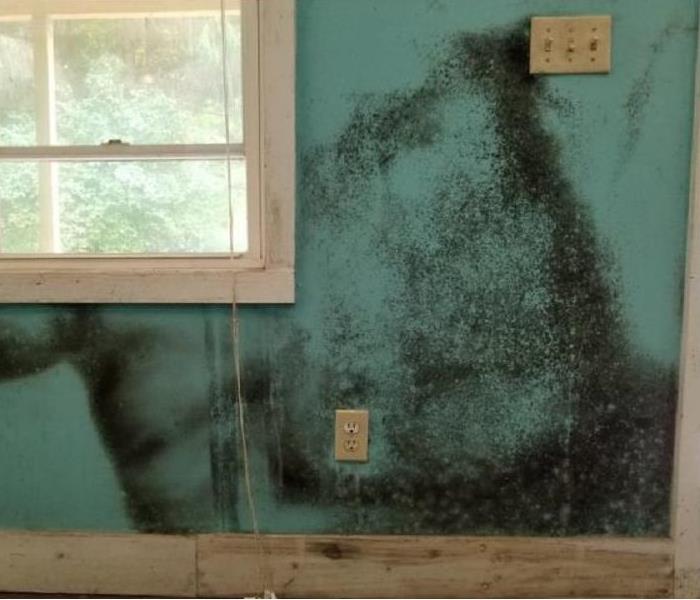 A blue living room wall with extensive areas of black mold growing on it.