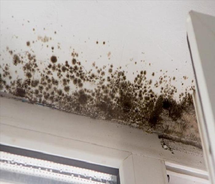 Brown and black fuzzy mold spores growing on the wall and ceiling near moisture inside a home